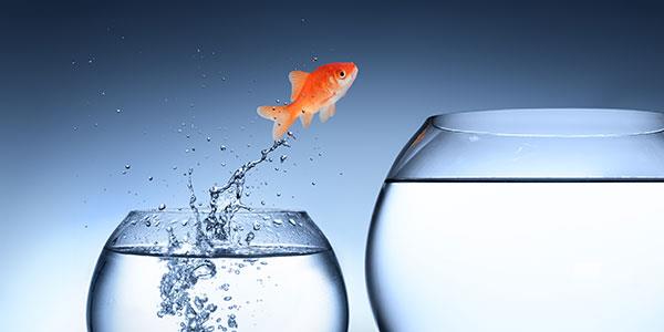 Advies, Training & Coaching voor Veiligheidscultuur Extra diensten, Stepstones for Safety